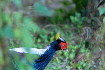 Swinhoe's pheasant male, endemic bird of Taiwan
