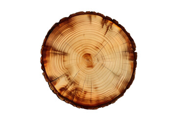 a tree stump on a transparent  background
