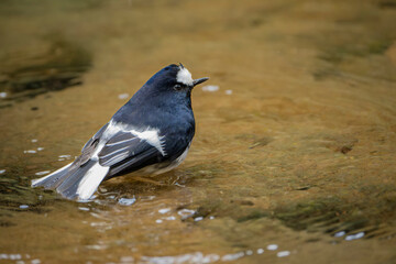 Little Forktail bird in the water 