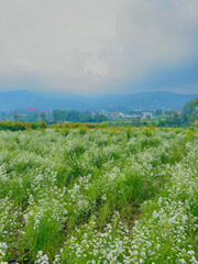 Fototapeta na wymiar white aster flowers field