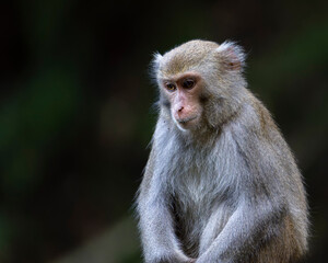 Formosan Rock Macaque, Macaca cyclopis monkey in the forest
