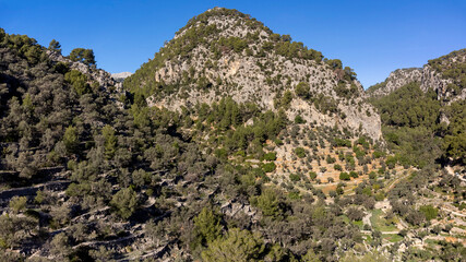 Fototapeta na wymiar Puig de n'Escuder, and Olivar, Els Horts, green route of the olive tree,Caimari, Mallorca, spain