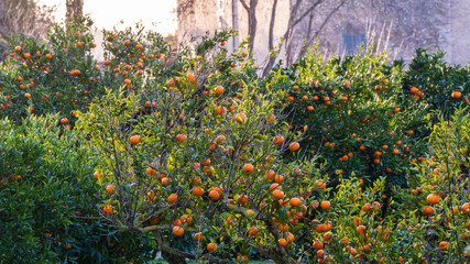 orange orchard, Randa, municipality of Algaida, Majorca, Balearic Islands, Spain