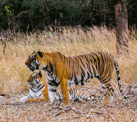 Bengal Tiger Pair in the Wild