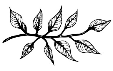 Silhouette of a leaves branch.