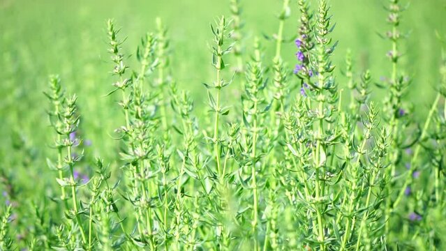 Tarragon. Lush tarragon field with rows of green herbs, herb cultivation, agricultural landscape, culinary ingredients, aromatic herbs. Organic agriculture harvesting agribusiness concept. Slow motion