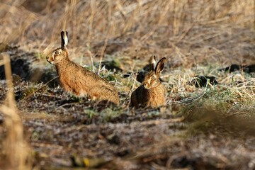 hare