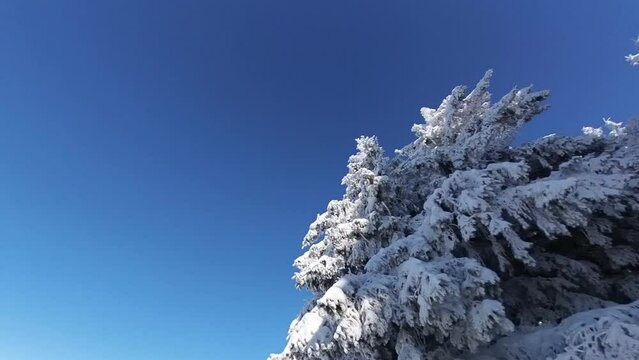 zauberhaft verschneite Winterlandschaft mit sonnigem blauem Himmel, Winterzauber, Tannen, Schnee, K&auml;lte, Natur, Idylle,  Wald, Frost, Winterwunderland
