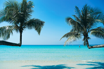 Palm Beach In Tropical Idyllic Paradise in Koh Kood island, Thailand. Beautiful tropical beach blue sky and coconut palm trees. Coconut trees, palm trees at tropical coast on beach.