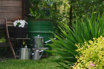 rain barrel in summer garden with watering cans and flowers in pot. Water save concept