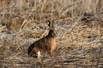 hare