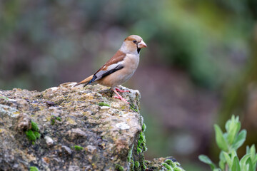 Beautiful close up portrait of a Grosbeak passerine bird perched on a rock looking laterally and background of out of focus vegetation in the Sierra Morena, Andalusia, Spain, Europe