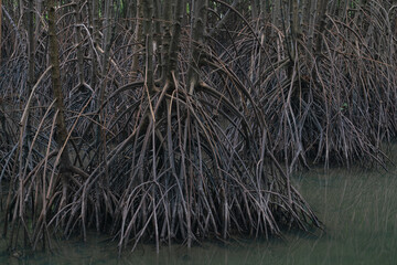 Many roots of mangrove trees