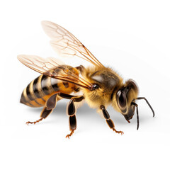 Honey bee landing  on transparency background PNG