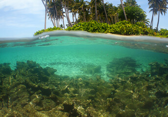 a tropical island with palm trees and a coral reef