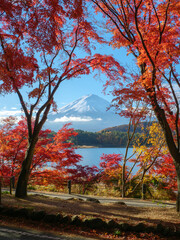 Mountain fuji with red maple in Autumn, Kawaguchiko Lake, Japan - 720043413