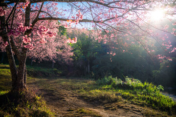 Pink sakura cherry blossom under a clear blue on Phu Lom Lo mountain, Phitsanulok and Loei Province, Thailand