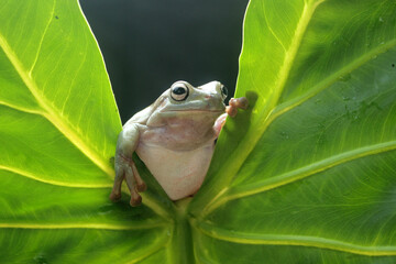 frog, green frog, dumpy frog, a cute green frog is peeking out from behind the leaves
