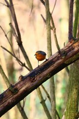 closeup of a robin