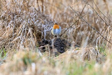 closeup of a robin