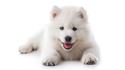 Obraz premium Cute samoyed puppy lying on a white background.