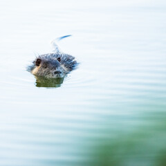 Close detail of wild Coypu (Nutria) swimming in a stream and watching on me
