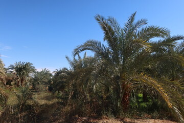 Fototapeta na wymiar Palm trees in a Beautiful date farm in Bahariya oasis in Egypt