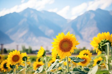 Fototapeta premium sunflowers in full bloom with a backdrop of mountains
