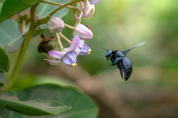 Carpenter Bee visiting to the Crown flower of Calotropis gigantea plant to drink nectar from it. Selective focus.