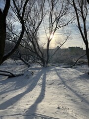 winter landscape with trees