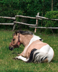Piękny koń na wolności z białą plamą na grzbiecie 