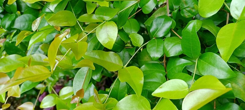 Dewan Daru or Eugenia Uniflora L. Leaves For Natural Background