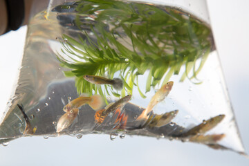 Goldfish in a plastic bag