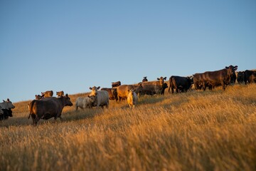 golden duck on a holistic farming of Angus, wagyu, and Murray Grey Cows eating long pasture in a...