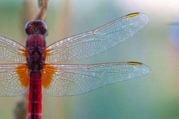 Broad Scarlet (Crocothemis erythraea) male resting in the evening.