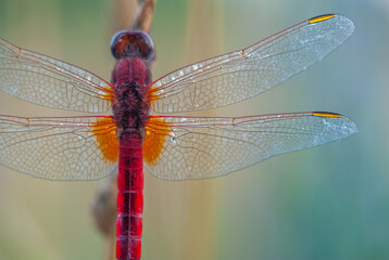 Broad Scarlet (Crocothemis erythraea) male resting in the evening.