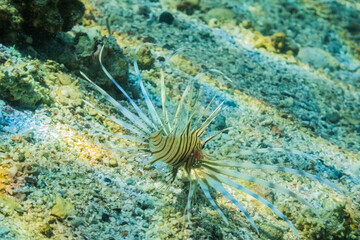 little young radial firefish hovering on the seabed during snorkeling