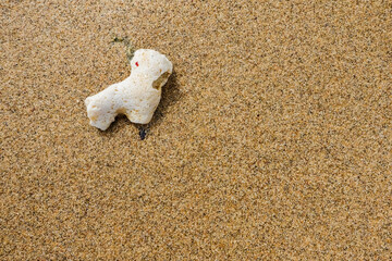 little white coral in fine brown sand at the beach