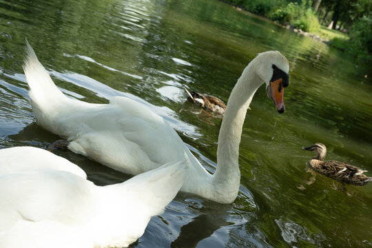 schwan herde see vogel tier