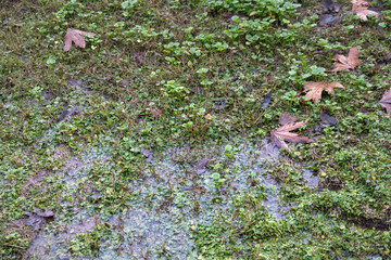 after the rain, Puddle among green grass. 