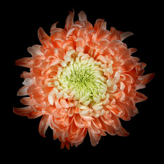 Orange chrysanthemum on black background. View from above