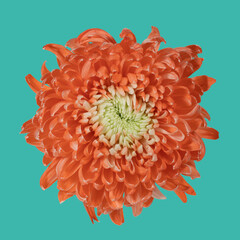 Orange chrysanthemum on green background. View from above. Full depth of field. With clipping path