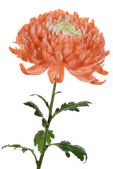 Orange chrysanthemum with stem on a white background. Side view. Full depth of field. With clipping...