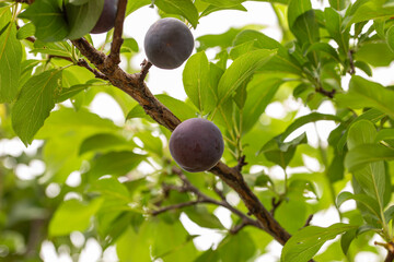 Organic and ripe plums growing organically in the garden in Adelaide, South Australia