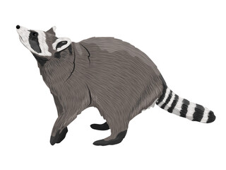 Common raccoon raised his head. Realistic vector animal