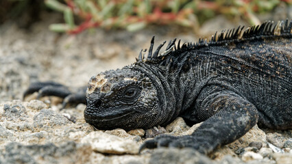 A Galapagos marine iguana sunbathing on Plaza Sur Island.