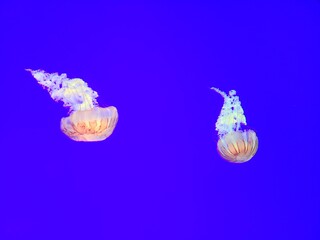 Jellyfish 
