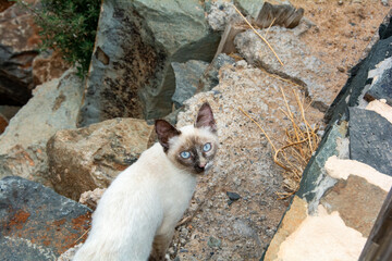 A white cat with blue eyes