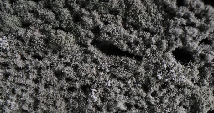 World of mold and growth of yeast and mold in bread