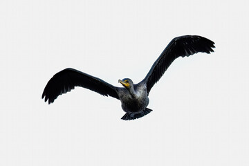 The Double-crested Cormorant (Phalacrocorax auritus ) in flight